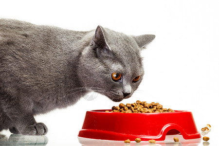 灰猫从碗里吃东西 孤立在白色上爪子工作室乐趣饮食动物猫科盘子晶须小猫猫咪背景图片
