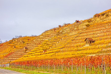 秋天的葡萄园农业酿酒师活力黄色红色山坡栽培者爬坡道树叶天空背景图片