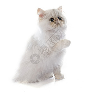 百塞小猫动物工作室长发宠物猫科动物白色背景图片