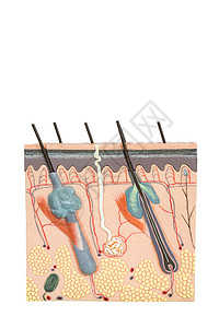 在白色背景上隔离的人体皮肤组织模型;背景图片