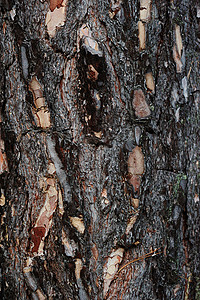 特写树上棕色宏观材料皮肤木板橡木木头木材植物松树背景图片