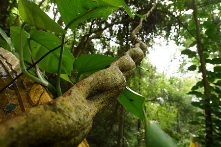 绿色藤蔓缠绕热带雨林中的猴子梯子lianas木头热带藤蔓登山者紫荆花雨林藤本植物绿色缠绕植物背景
