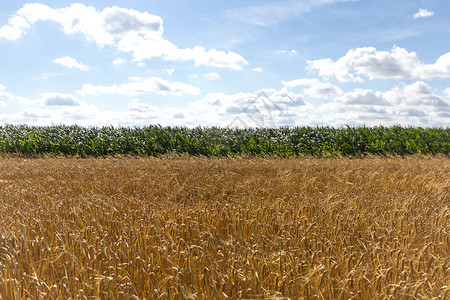 农业农田场地季节生产植物生长地平线收成农场国家地球培养的高清图片素材