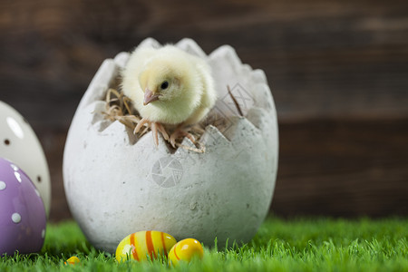 复活节鸡 鸡蛋和装饰品礼物木头兔子季节白色假期庆典小鸡绿色装饰自然高清图片素材