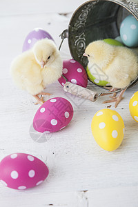 复活节鸡 鸡蛋和白色背景的装饰品礼物假期木头季节小鸡装饰庆典自然高清图片素材