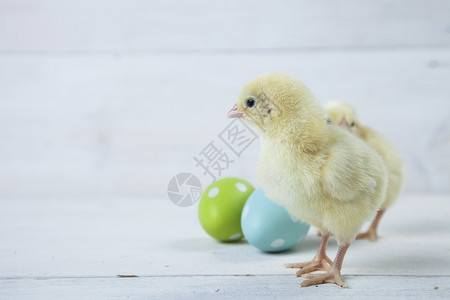 复活节鸡 鸡蛋和白色背景的装饰品庆典假期小鸡木头装饰礼物季节图案高清图片素材