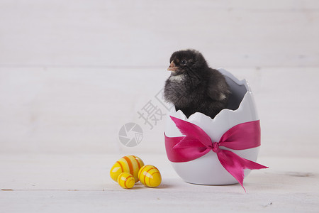 复活节鸡 鸡蛋和白色背景的装饰品庆典季节木头假期装饰礼物小鸡优质的高清图片素材
