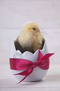 复活节鸡 鸡蛋和白色背景的装饰品小鸡装饰庆典木头假期季节礼物木制的高清图片素材