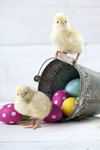 复活节鸡 鸡蛋和白色背景的装饰品小鸡礼物假期装饰庆典木头季节春天高清图片素材