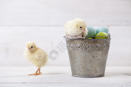 复活节水桶 上面有鸡蛋和鸡蛋假期庆典季节装饰木头白色礼物小鸡白色的高清图片素材