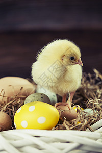 复活节鸡 鸡蛋和装饰品木头庆典白色假期小鸡装饰礼物季节概念高清图片素材