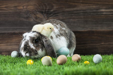 复活节鸡 鸡蛋和装饰品庆典装饰季节兔子木头假期礼物白色小鸡绿色优质的高清图片素材