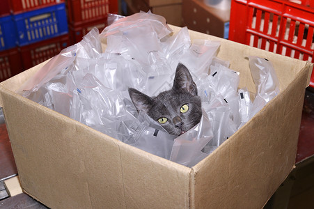 无家可归的猫坐在纸板箱中 包括塑料袋流浪汉工厂隐藏遗憾眼睛包装盒子动物杂物怜悯背景图片