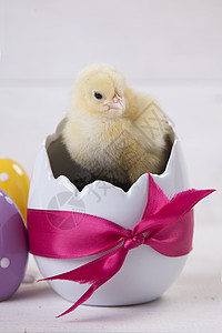 复活节鸡 鸡蛋和白色背景的装饰品装饰假期小鸡季节庆典木头礼物绘高清图片素材