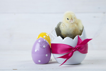 复活节鸡 鸡蛋和白色背景的装饰品木头季节庆典装饰礼物小鸡假期巢高清图片素材