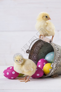 复活节鸡 鸡蛋和白色背景的装饰品季节小鸡装饰礼物庆典木头假期绘高清图片素材