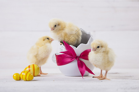复活节鸡 鸡蛋和白色背景的装饰品庆典季节假期礼物装饰小鸡木头白色的高清图片素材