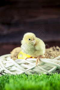 复活节鸡 鸡蛋和装饰品礼物兔子木头季节庆典装饰绿色白色假期小鸡复制高清图片素材
