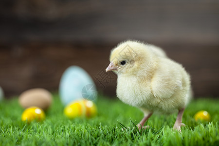 复活节鸡 鸡蛋和装饰品礼物小鸡兔子白色装饰假期季节绿色庆典木头草高清图片素材