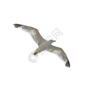 白色海鸥飞行海鸥数字动物羽毛领导者蓝色海洋地平线竞赛野生动物荒野背景