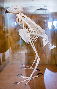 鸟的骨骼重建背景图片