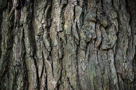 棕色橡木条崎岖植物公园风化历史环境森林树干材料皮肤高清图片