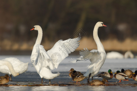 白色的鸟天鹅场景翅膀荒野镜子反射野生动物羽毛游泳波纹池塘背景