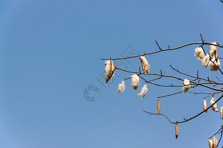 新鲜西巴小鸡尼姑棉花厂种子木棉片木棉绿色植物叶子高清图片