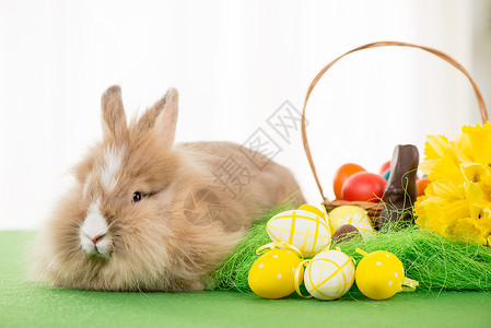 复活节兔子动物选择性焦点水平庆典传统色彩庆祝绿色黄色背景图片