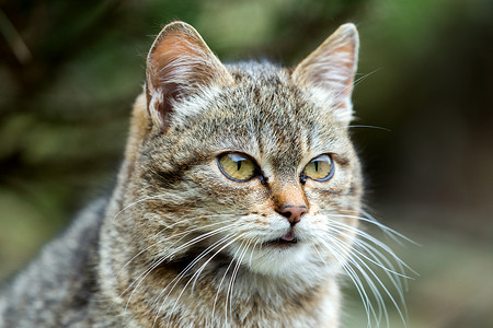 猫看房顶特写猫肖像哺乳动物小猫眼睛胡须猫咪宠物短发毛皮动物花园背景
