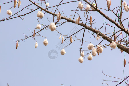 新鲜西巴小鸡叶子绿色种子尼姑棉花厂植物木棉片木棉高清图片
