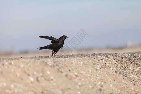 黑乌鸦鸟苍蝇沼泽鸟类捕食者羽毛乌鸦死亡翅膀高清图片
