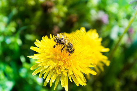 飞扬的蒲公英草花上的工人蜜蜂花粉花朵灰尘食物植物群蜂蜜天线花蜜味道昆虫背景