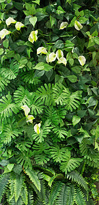 绿叶背景组群木头绿色植物纹理背景图片