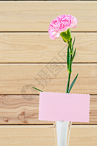 粉红康乃馨白烟花上美丽的粉红鲜花 和白衣贪婪背景