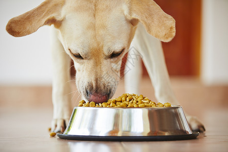 饿了狗狗盘子生活猎犬生长饲料饮食犬类颗粒食物金属高清图片