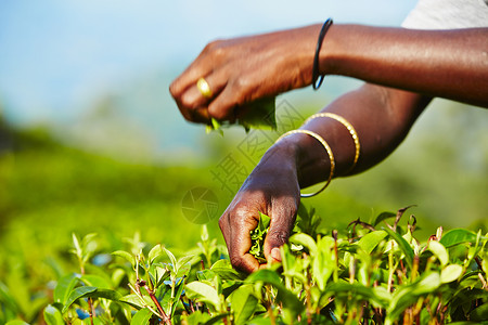 挑选茶叶茶叶种植园工人草本植物采摘健康饮食职业收成热带农业叶子体力劳动者背景