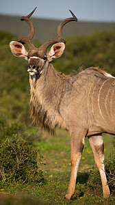 南非长角羚盘旋的苹果浏览器高清图片