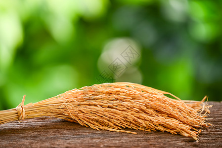 稻田大米粮食米粒桌子种子绿色食物素食者背景木头棕色背景图片