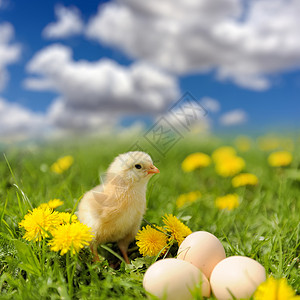 小鸡鸡家禽动物母鸡天空乐趣公鸡农业宠物生物蓝色年轻的高清图片素材