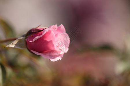 绿背景的玫瑰绿色浪漫花瓣粉色花园婚礼红色背景图片