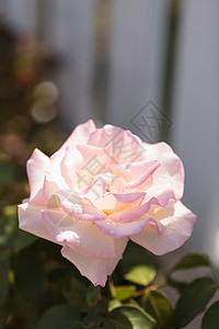 绿背景的玫瑰绿色婚礼花园粉色浪漫红色花瓣背景图片