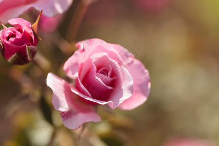 绿背景的玫瑰绿色花瓣浪漫红色花园婚礼粉色背景图片