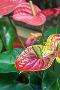 辣椒花花叶子橙子火烈鸟热带宏观植物群和平花束花瓣异国白色的高清图片素材