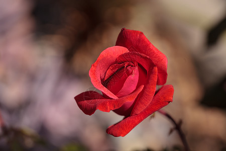绿背景的玫瑰浪漫婚礼绿色粉色红色花园花瓣背景图片