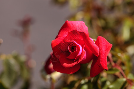 绿背景的玫瑰花瓣婚礼粉色红色花园浪漫绿色背景图片