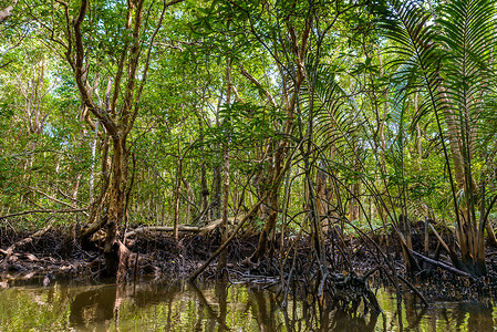 民丹岛自然的湿地高清图片