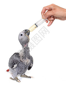 喂养一只小鹦鹉注射器动物工作室婴儿灰色雏鸟农业羽毛背景图片