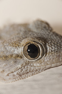 断尾壁虎Gecko 灰色房屋爬虫宏观棕色蜥蜴房子眼睛壁虎背景