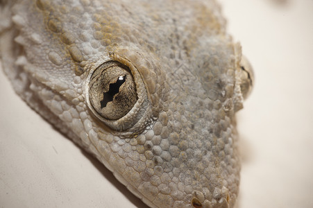 动物眼睛特写Gecko 灰色房屋房子蜥蜴宏观壁虎眼睛棕色爬虫背景